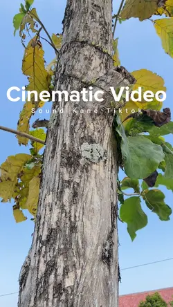 Cinematic Aesthetic