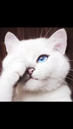 lookedน้อนแมวววว