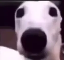 Dog shaking