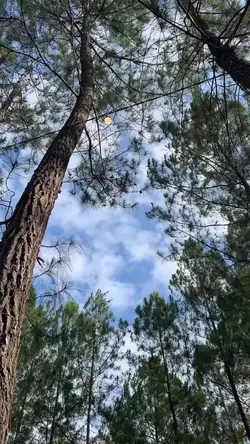 Pohon Pinus