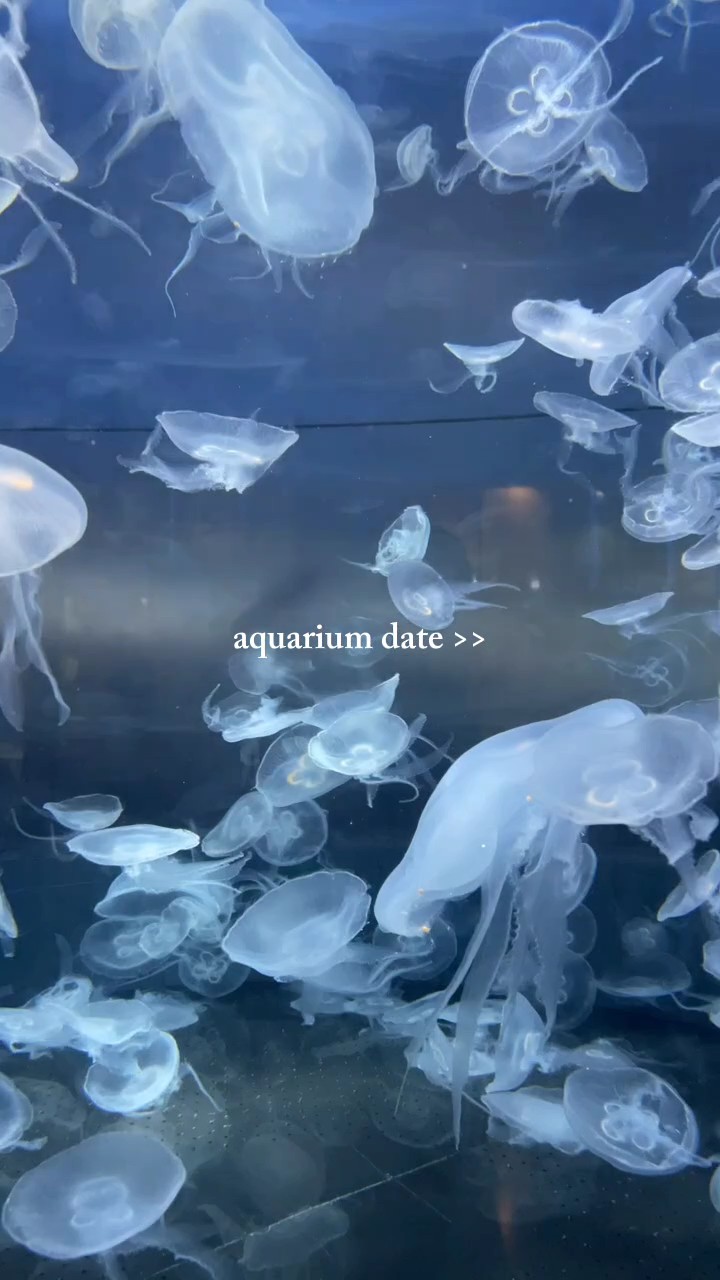 水族馆日期>>