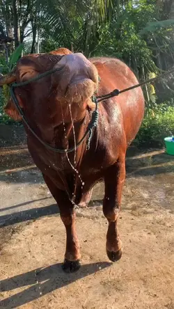 sapi 2 bojo 2