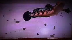 channa keren estetik