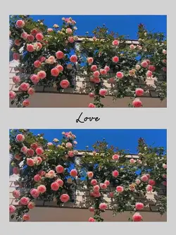 2 ảnh ngang maustory