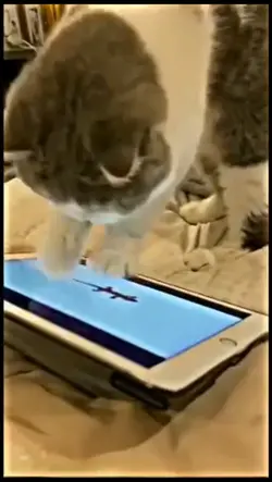 kucing juga pengin