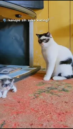 kenapasi suka kucing