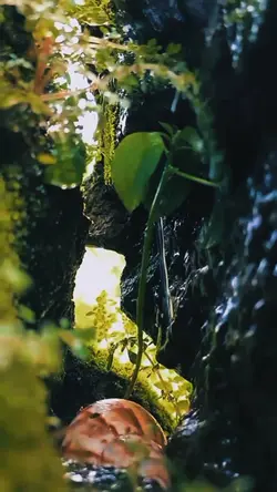 CINEMATIC DAUN