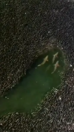 1 ảnh 1 video