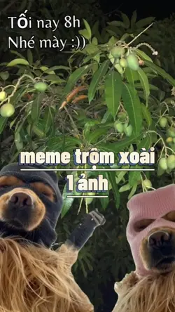 Trộm xoài 