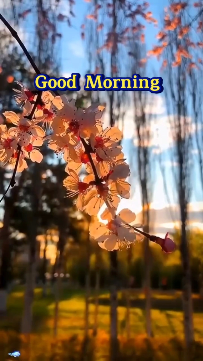 Good morning 