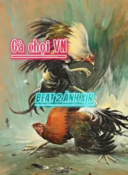Gà chọi VN