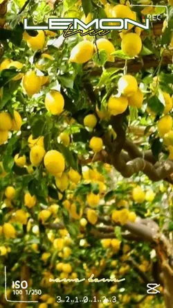 lemon tree