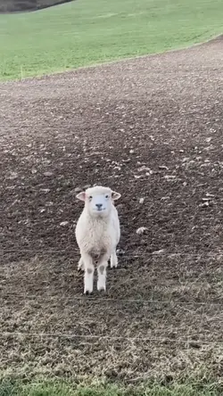 kambing diam sendiri