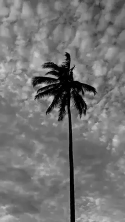 pohon kelapa estetik