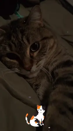 Kucing pun tau