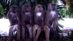 Versi Ber 4 Nih