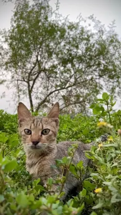 KUCING slowmo