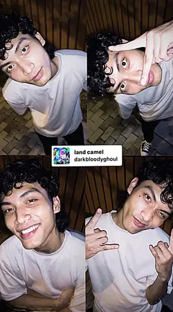 Land camel