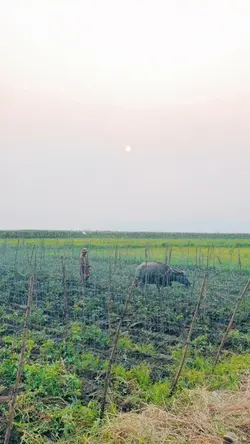 Farmers