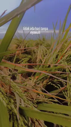 sawah
