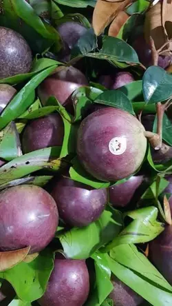 Star Apple 