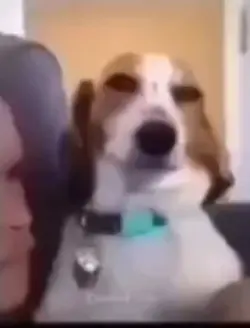 Smiling dog