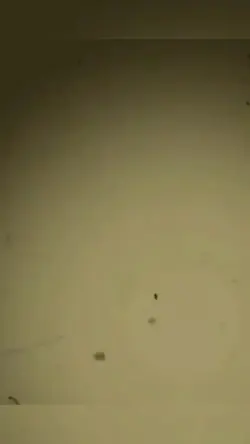 #Squidgame