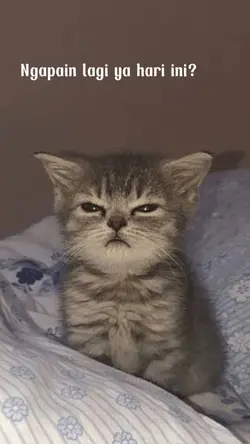 Kucing 