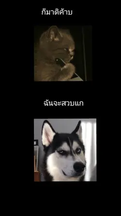 หมา vs แมว