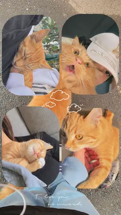 Mẫu story 5 ảnh