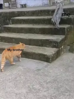 cats slapping 