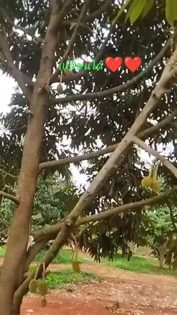 เปลี่ยนข้อความได้คับ