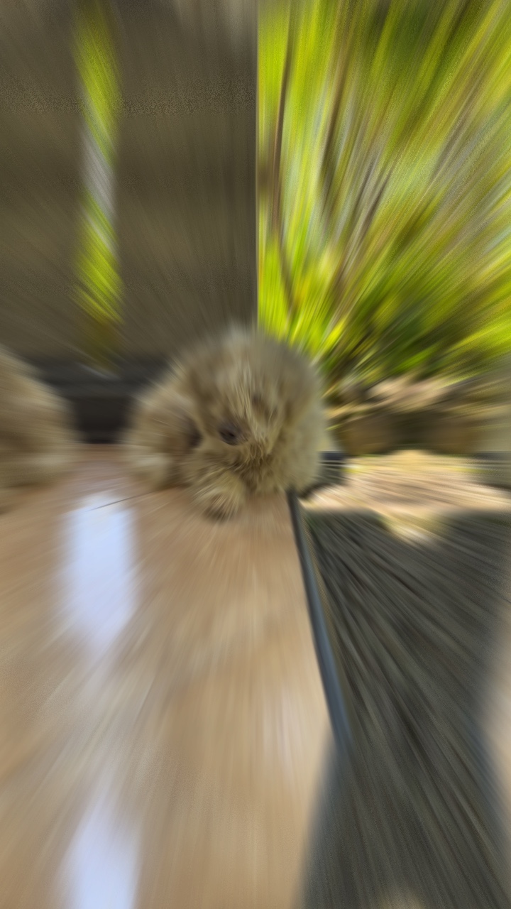Dog Barking