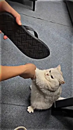 kucing gemoy