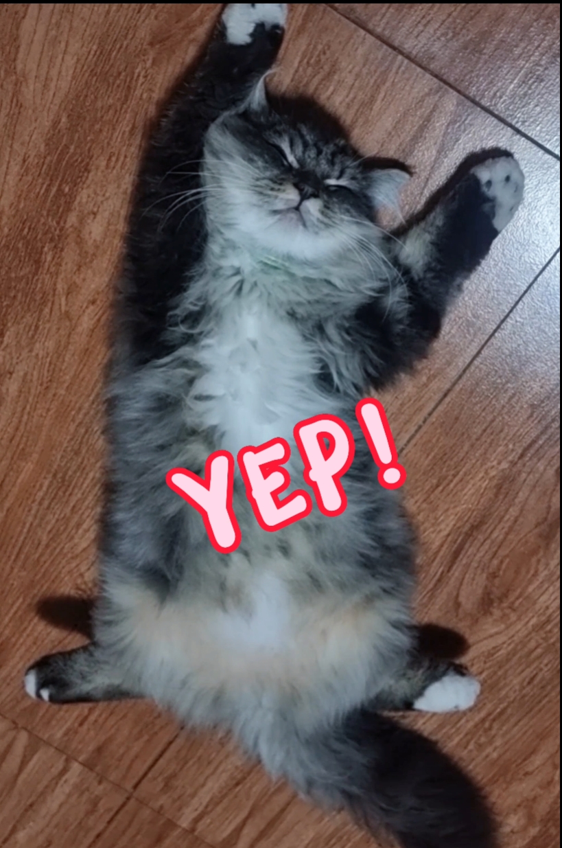 GATO PREGUIÇOSO
