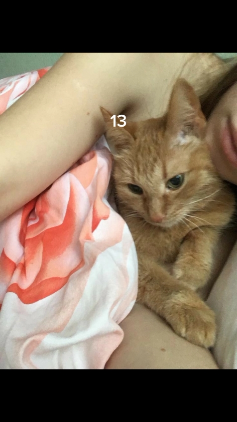 Katze | 13