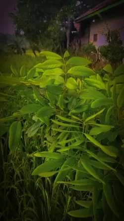 Sholawat Slow motion