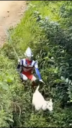 Versi Angon Kambing 