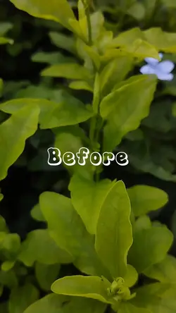 Before After 
