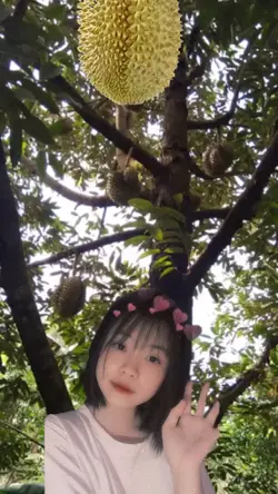 Sầu riêng