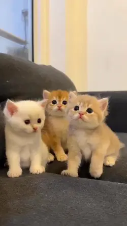 kucing gemoy