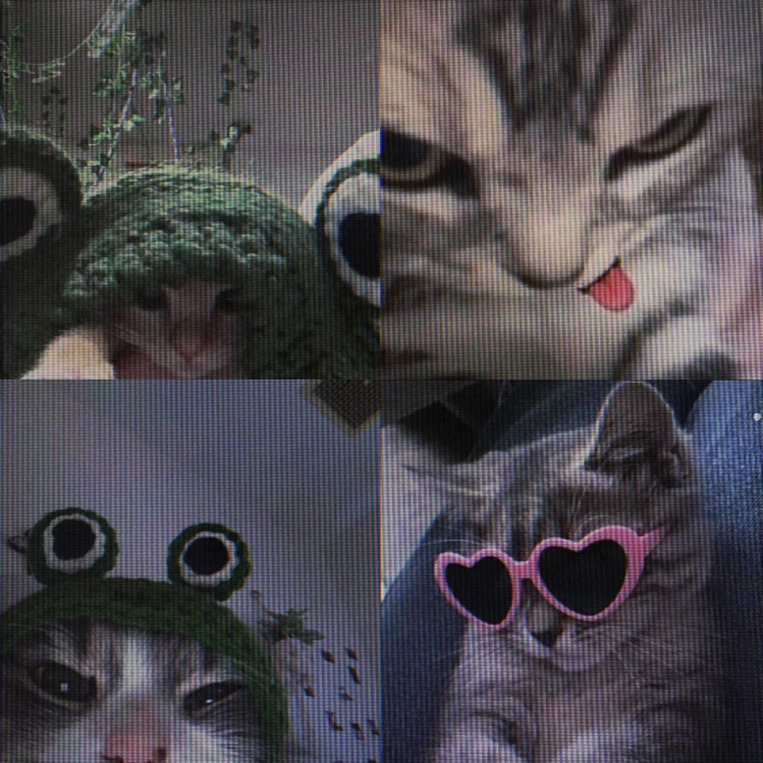 Kucing Lucu