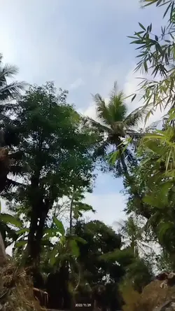 ciwahangan