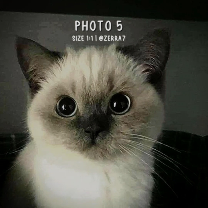 5 pics reverse