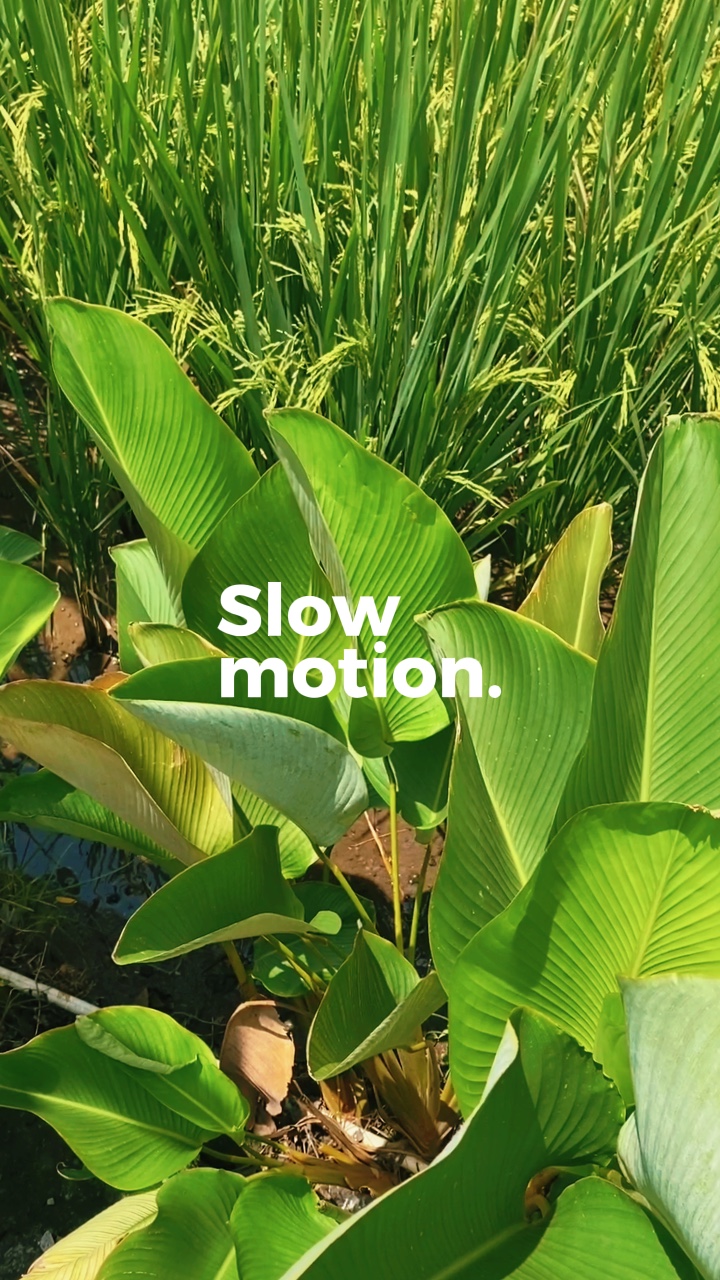 Slowmo estetik nih!