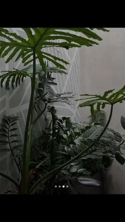 Chuyển kiểu tiktok