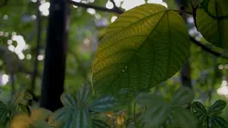 Slowmotion cinematic