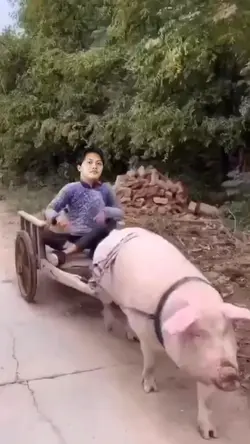 Naik gerobak babi