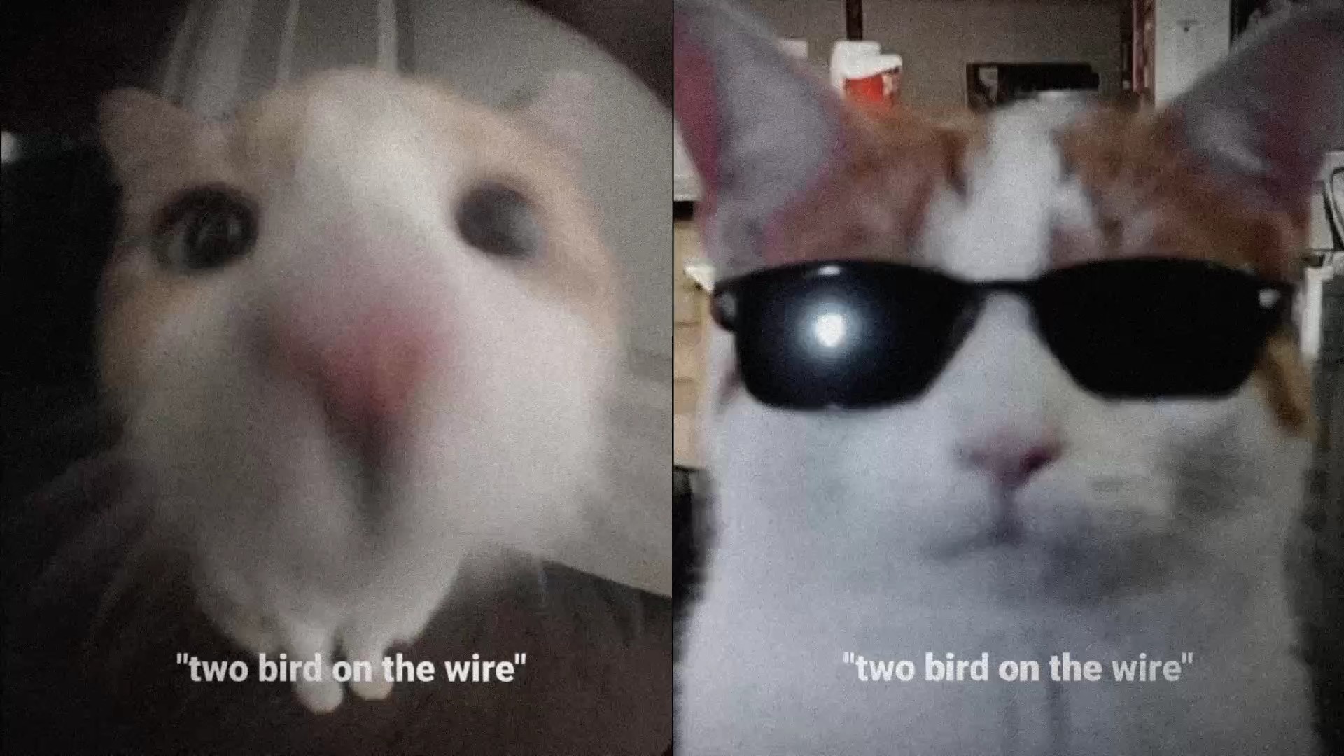 two bird on a wire