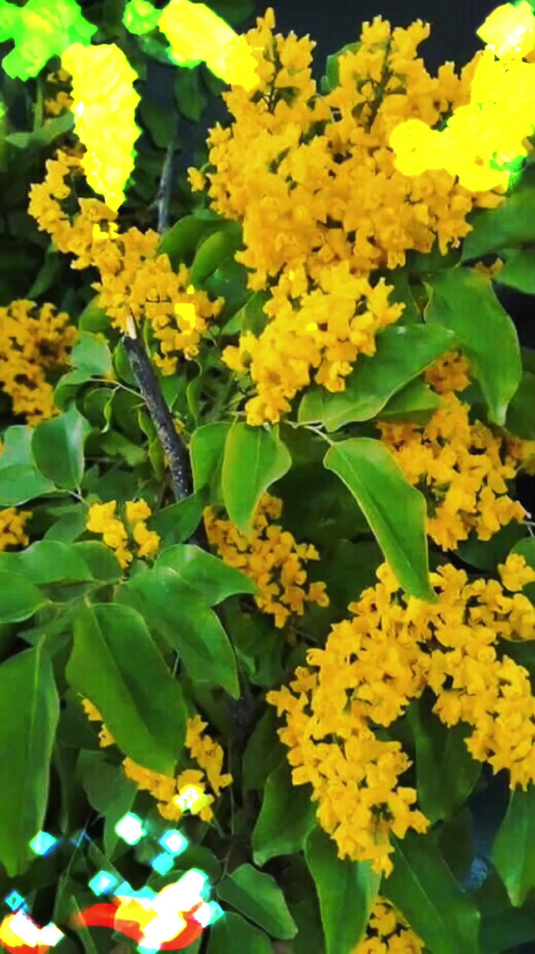 သကြန်မိုး